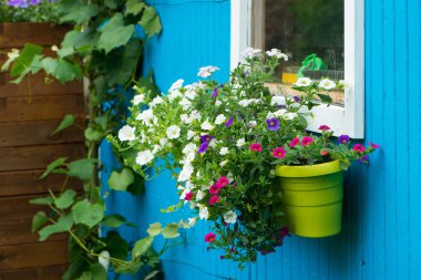 Çardakta çiçekler