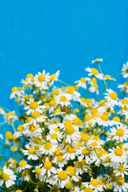 Mavi arka planda papatya çiçekleri