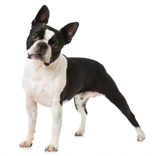 Boston Terrier Sitter Isolerad Vitt — Stockfoto