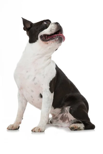 Boston Terrier Perro Aislado Blanco — Foto de Stock