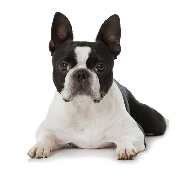 Boston Terrier Sitter Isolerad Vitt — Stockfoto