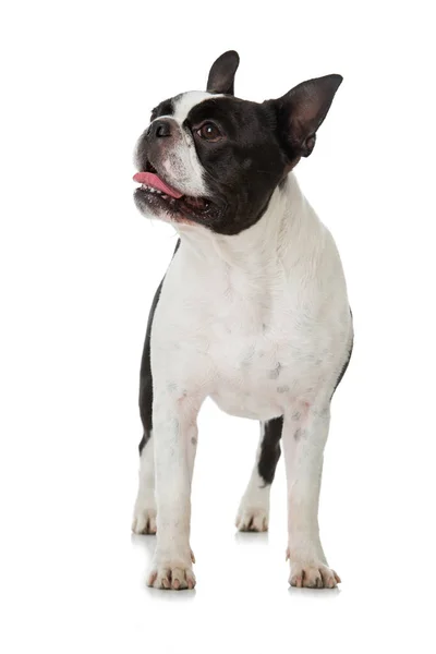 Boston Terrier Hund Isoliert Auf Weiß — Stockfoto