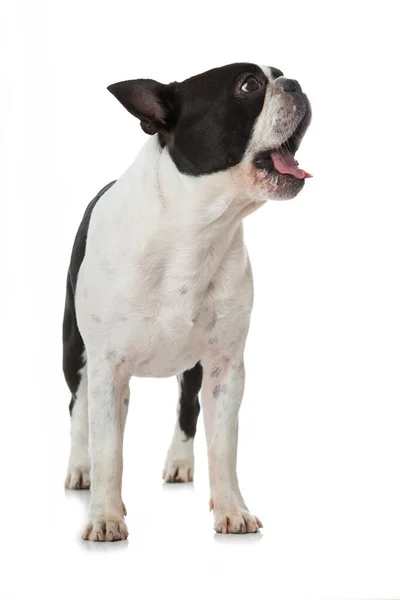 Boston Teriér Pes Izolovaný Bílém — Stock fotografie