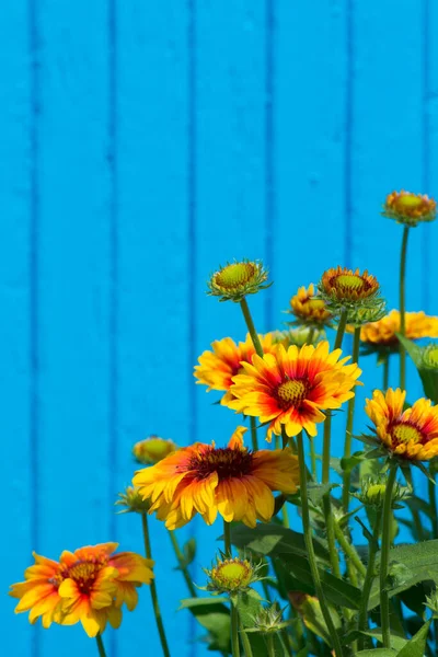 Mavi arka planda Cockade çiçekleri