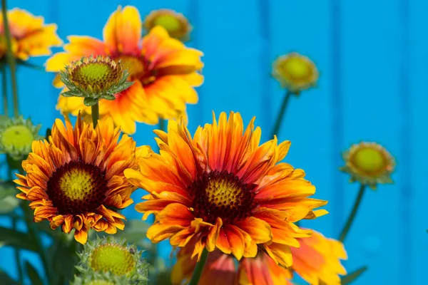 Flores Cockade Sobre Fondo Azul —  Fotos de Stock