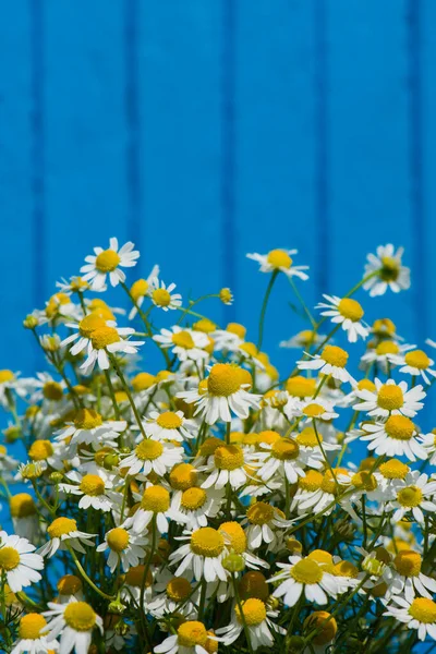 Mavi arka planda papatya çiçekleri