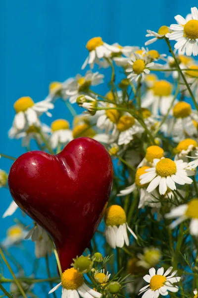 Chamomile flowers with a heart