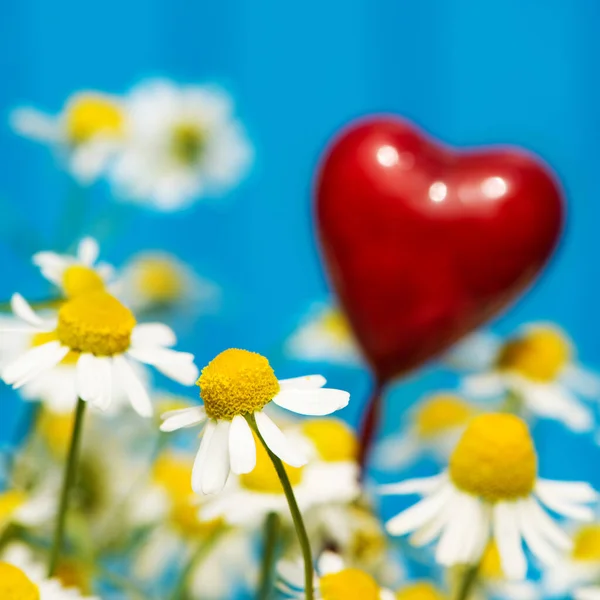 Ромашковые Цветы Сердцем — стоковое фото
