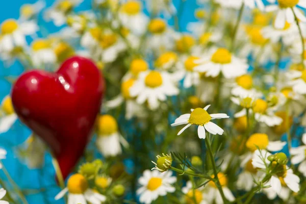Bunga Chamomile Dengan Hati — Stok Foto
