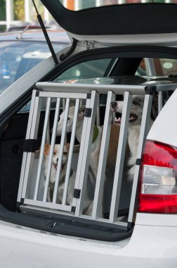 Arabada bir kutuda köpekler.