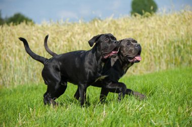 Çayırdaki kadife köpek.