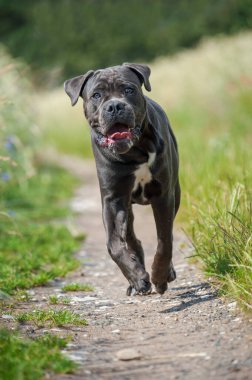 Çayırdaki kadife köpek.