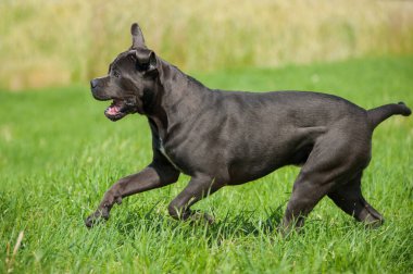 Çayırdaki kadife köpek.