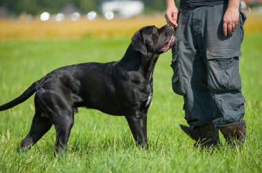 Çayırdaki kadife köpek.