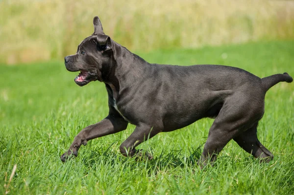 Korsohund Auf Einer Wiese — Stockfoto