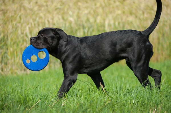 Cane Corso Kutya Réten — Stock Fotó