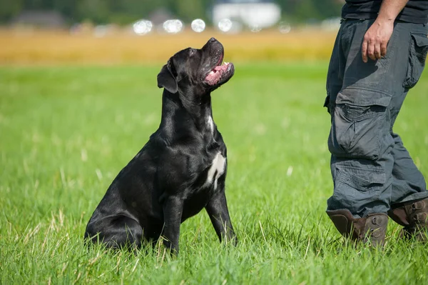 Cane Corso Dog Prado —  Fotos de Stock