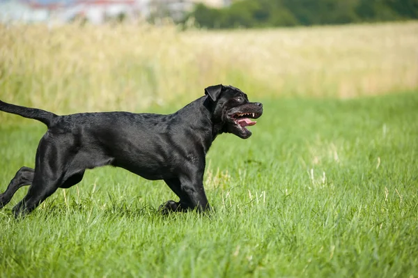 Çayırdaki Kadife Köpek — Stok fotoğraf