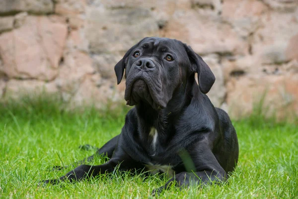 Cane Corso Dog Meadow — Stock Photo, Image