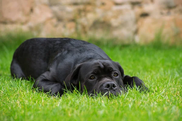 Cane Corso Dog Łące — Zdjęcie stockowe