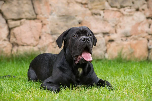 Cane Corso Hond Een Weide — Stockfoto