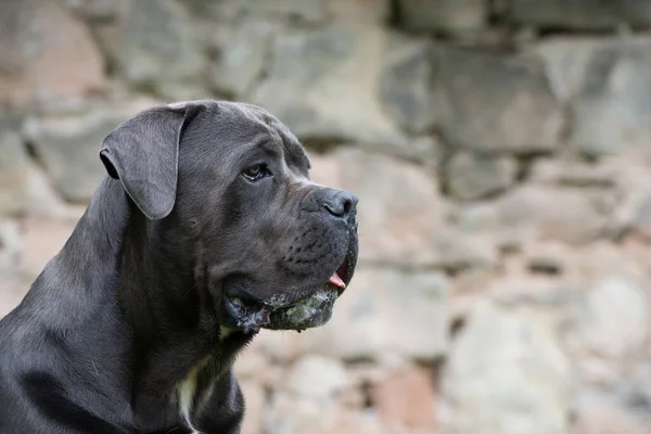 Cane Corso Hond Een Weide — Stockfoto