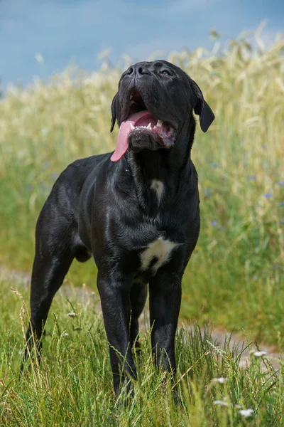 Korsohund Auf Einer Wiese — Stockfoto