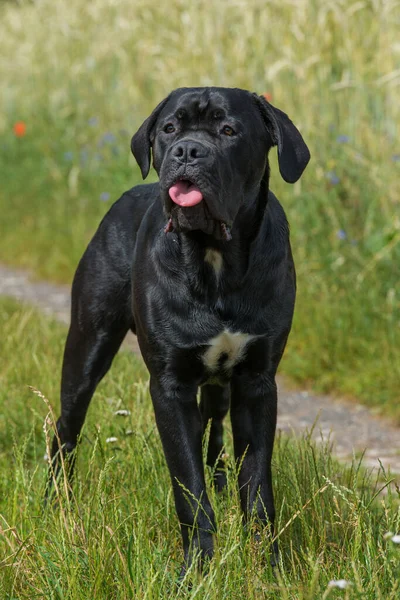 Cane Corso Hond Een Weide — Stockfoto