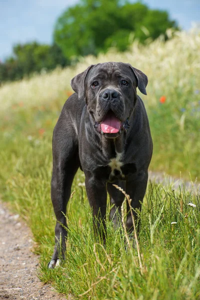 Cane Corso Kutya Réten — Stock Fotó