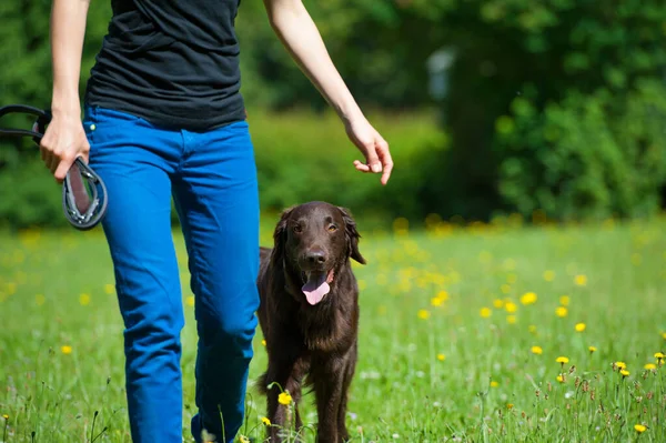 Flächendeckender Retriever Hund Auf Einer Wiese — Stockfoto