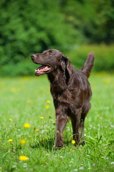 Otlakta Düz Kaplama Köpeği — Stok fotoğraf