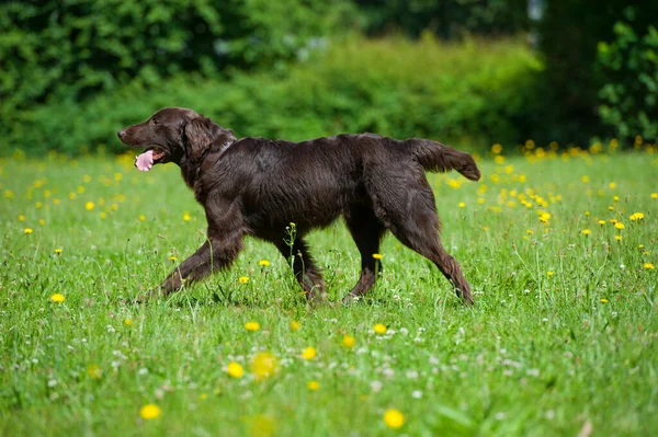 Otlakta Düz Kaplama Köpeği — Stok fotoğraf