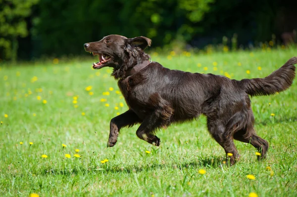 牧草地でフラットコーティング取得犬 — ストック写真