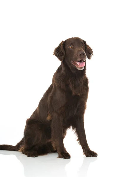 Anjing Coated Retriever Datar Terisolasi — Stok Foto