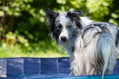 Islak hudut köpeği bahçede