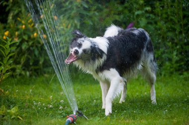 Islak hudut köpeği bahçede