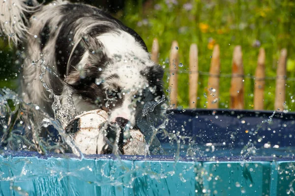 Border Collie Playing Dog Pool Garden — Stock Photo, Image