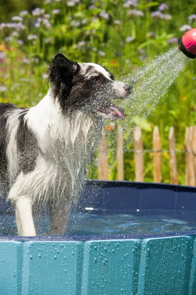 border collie is playing in a dog pool in the garden