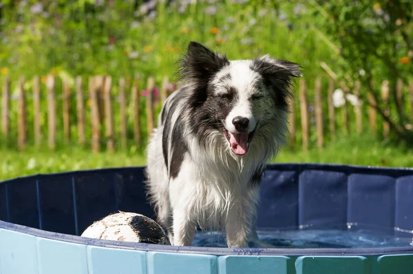 border collie is playing in a dog pool in the garden