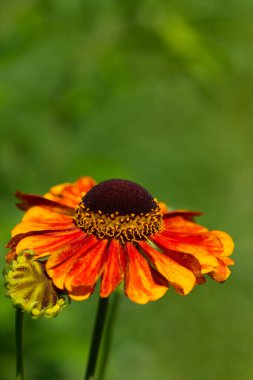 Bahçedeki helenyum çiçekleri