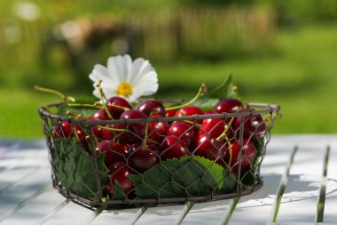 Küçük bir sepetteki kırmızı kirazlar