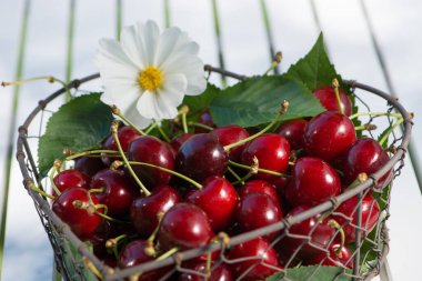 Küçük bir sepetteki kırmızı kirazlar