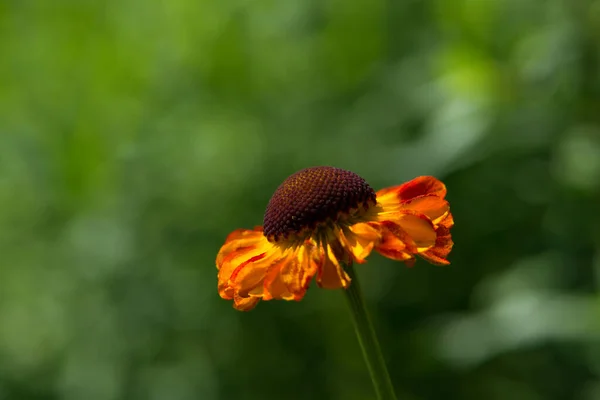 Helenium Bloemen Tuin — Stockfoto