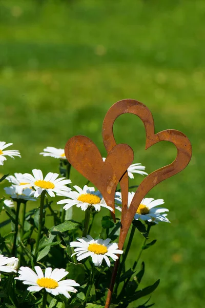 Gänseblümchen Mit Herzen Garten — Stockfoto