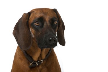 İzole edilmiş Bavyera dağ köpeği