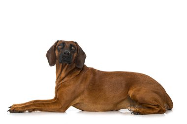İzole edilmiş Bavyera dağ köpeği