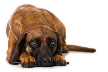 İzole edilmiş Bavyera dağ köpeği