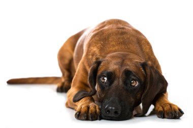 İzole edilmiş Bavyera dağ köpeği