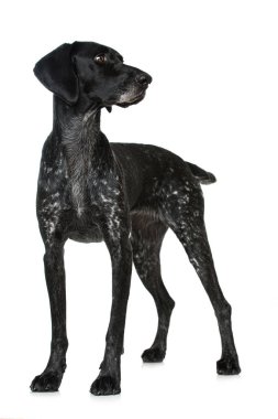 Beyaz arkaplanda Almanca kısaltılmış imleç