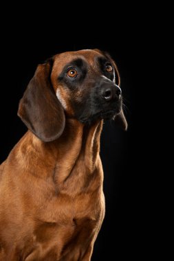 Siyah arka planda Bavyera dağ köpeği